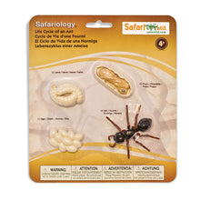 Afbeelding in Gallery-weergave laden, Safariology, levenscyclus - mier