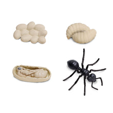Afbeelding in Gallery-weergave laden, Safariology, levenscyclus - mier