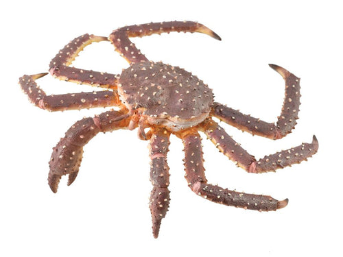 CollectA, Koningskrab