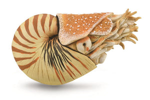 CollectA, Nautilus Pompilius