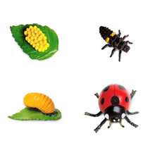 Afbeelding in Gallery-weergave laden, Safariology, levenscyclus - lieveheersbeestje