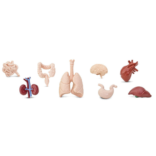 Safari, Toob set speelfiguurtjes - Human Organs