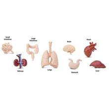 Afbeelding in Gallery-weergave laden, Safari, Toob set speelfiguurtjes - Human Organs