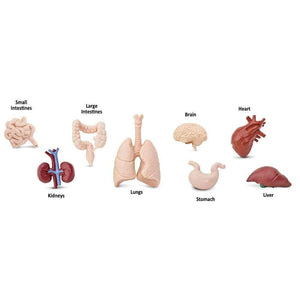 Safari, Toob set speelfiguurtjes - Human Organs