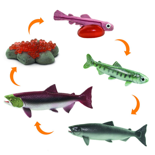 Safariology, levenscyclus - zalm