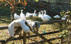 Senger Naturwelt, knuffel/warmte kussen small - gans grijs